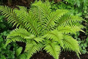 Варикоздун веналарын дарылоо үчүн кысылат